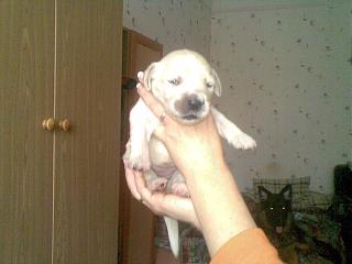 Домашние питомцы.-11112012-009-.jpg