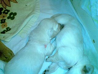 Домашние питомцы.-13112012-002-.jpg