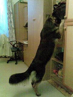 Домашние питомцы.-28012013-002-.jpg