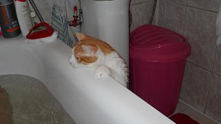 Домашние питомцы.-dscn2744.jpg
