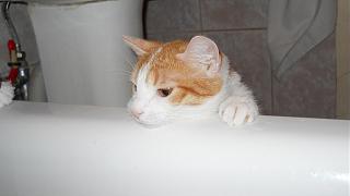 Домашние питомцы.-dscn2743.jpg