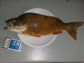 Рыбалка-31032009318.jpg