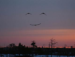 Для поднятия настроения!-364050.jpg