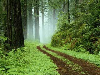 Сравниваем Caddy с конкурентами-forest.jpg