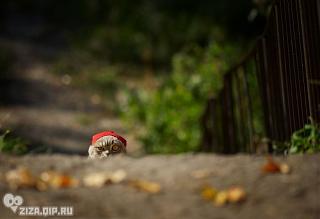 Приколы из интернета-ziza_1.jpg
