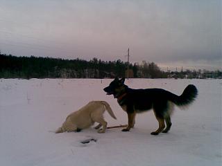 Домашние питомцы.-08032013.jpg