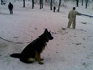 Домашние питомцы.-17032013.jpg