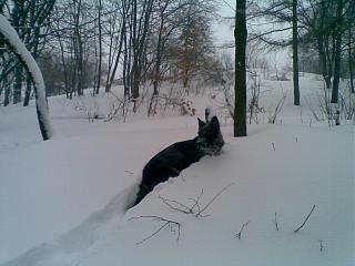 Домашние питомцы.-23032013-001-.jpg