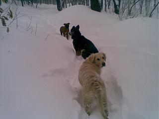 Домашние питомцы.-23032013-005-.jpg