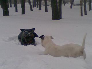 Домашние питомцы.-23032013-007-.jpg