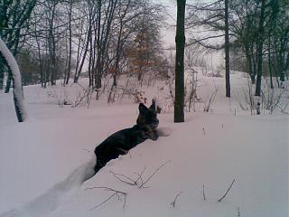 Домашние питомцы.-23032013-002-.jpg