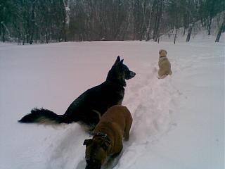 Домашние питомцы.-23032013.jpg