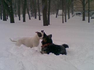 Домашние питомцы.-23032013-008-.jpg