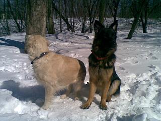 Домашние питомцы.-29032013-001-.jpg