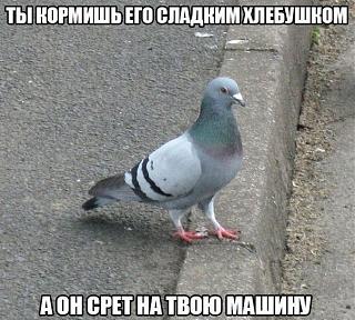 Для поднятия настроения!-sx7imvbcie.jpg