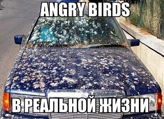 Для поднятия настроения!-angry-birds.jpg