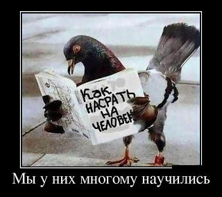 Для поднятия настроения!-getimage-1-.jpg