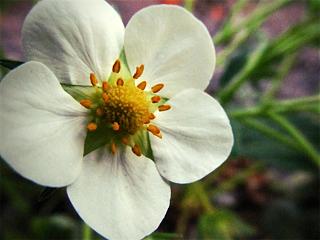 Интересные фотографии, сделанные членами клуба-gfranq_vljtor_de_35141795_gooseberry.jpg
