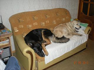 Домашние питомцы.-dscn3507.jpg