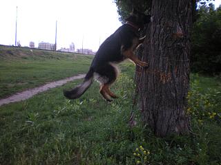 Домашние питомцы.-dscn3498.jpg