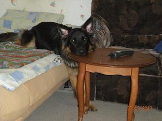 Домашние питомцы.-dscn3457.jpg