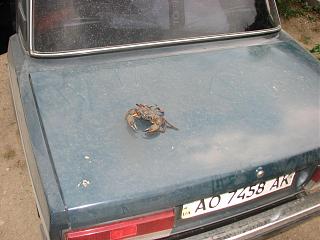 Тент на кадди-foto-307.jpg