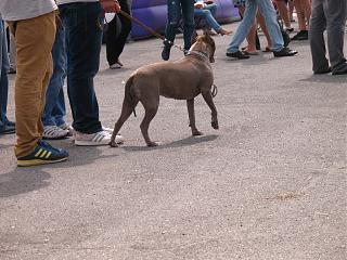 VWFEST UA 2013-fotograf-373.jpg