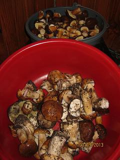 Грибочки-img_3300.jpg