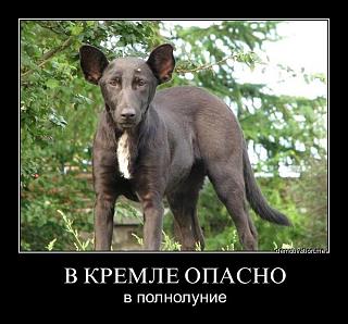 Для поднятия настроения!-sobaka-puti.jpg