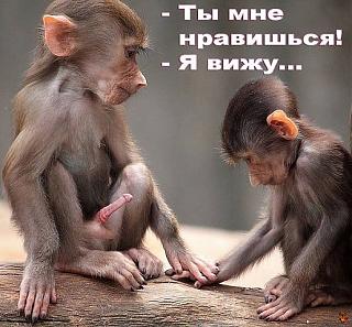 Приколы из интернета-getimage.jpg