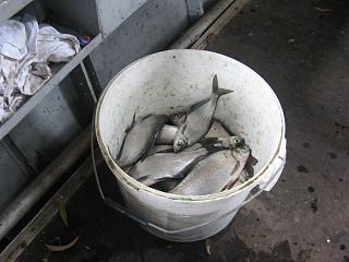 Рыбалка-img_5919.jpg
