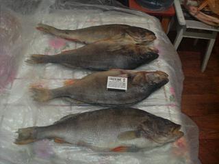 Рыбалка-021120132161.jpg