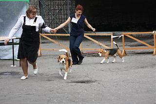 Домашние питомцы.-img_1186.jpg