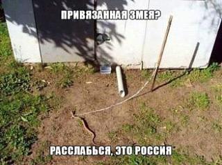 Для поднятия настроения!-zmeya.jpg