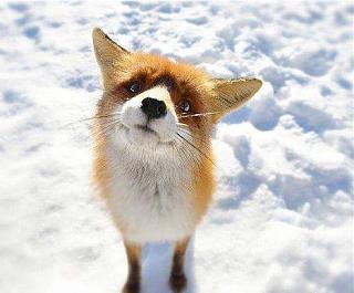 Приколы из интернета-fox.jpg