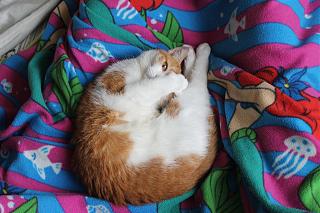 Домашние питомцы.-img_1278.jpg