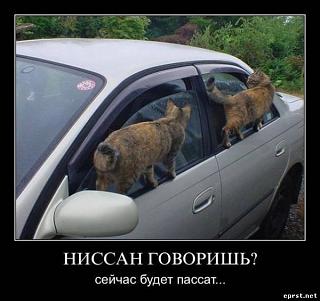 Для поднятия настроения!-1012150_669160003144192_679927825_n.jpg