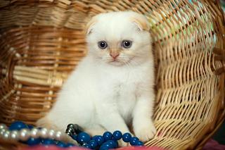 Домашние питомцы.-_dsc0049.jpg