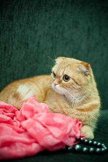 Домашние питомцы.-_dsc0200.jpg