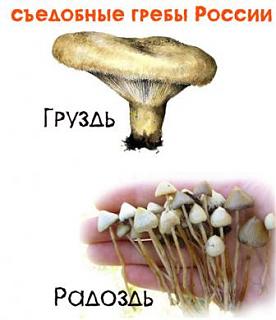 Для поднятия настроения!-grib.jpg