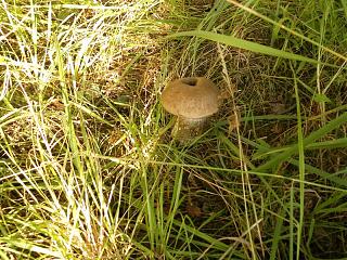 Тихая охота. Грибы, ягоды...-2014-08-19-1337.jpg