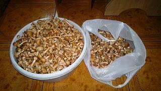 Тихая охота. Грибы, ягоды...-2014-09-07-018.jpg