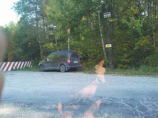 Охота на Caddy.-e637uh77.jpg