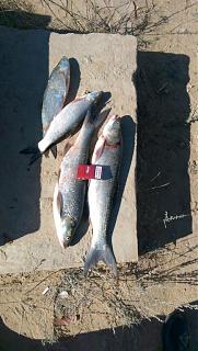 Рыбалка-img-20141004-wa0000.jpg