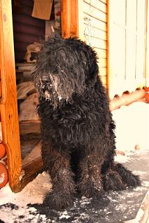 Домашние питомцы.-dsc_0087.jpg