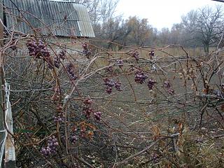 Флудилка-foto0364.jpg