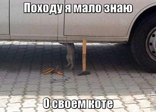 Для поднятия настроения!-kot.jpg