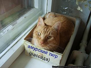 Приколы из интернета-511887.jpg