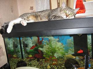 Домашние питомцы.-img_2896.jpg