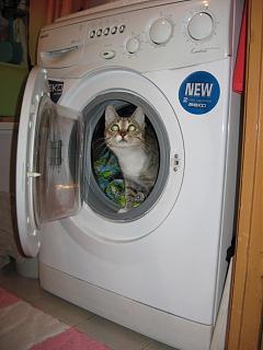 Домашние питомцы.-img_2959.jpg